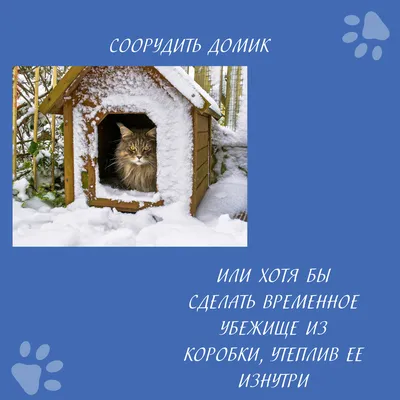 Картинки помощь животным зимой фотографии