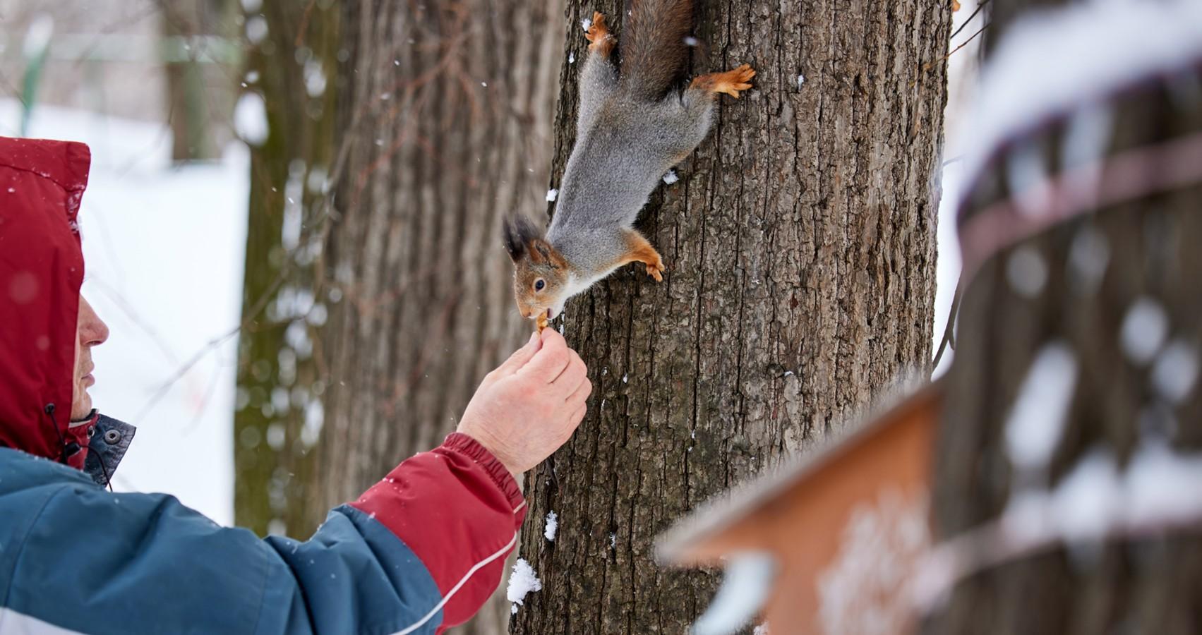 Инструкция: как помочь птицам пережить зиму - Агентство социальной  информации