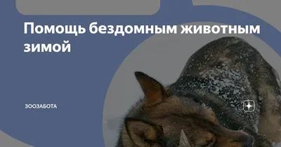 Основные правила,как помочь бездомным животным в морозы | Министерство  сельского хозяйства Республики Башкортостан