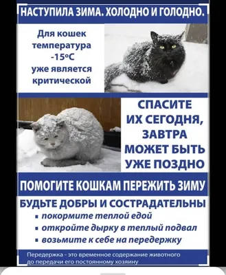 Как помочь бездомным животным в мороз: это может сделать каждый. Читайте на  UKR.NET