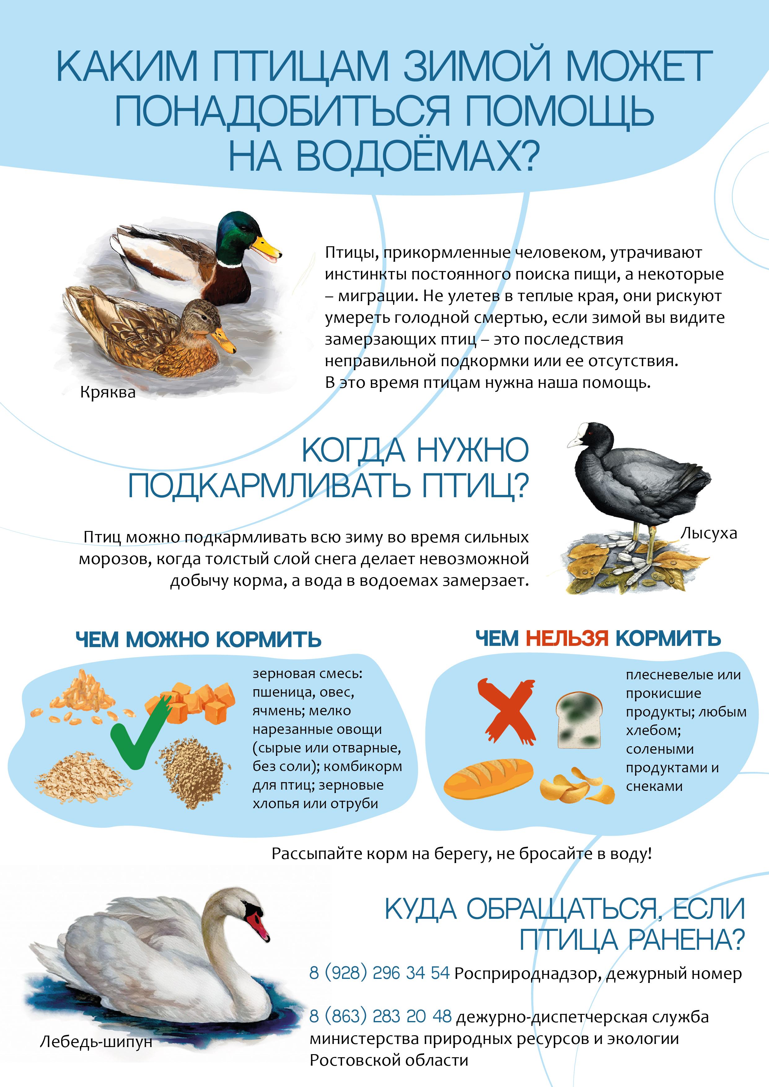 Как правильно кормить птиц зимой - Инфографика - РИАМО в Красногорске