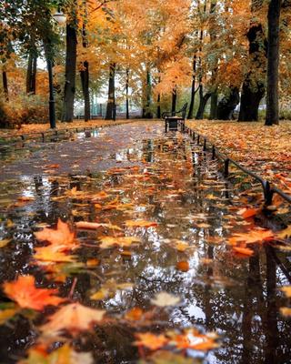 Осенний дождь картинки - 46 фото