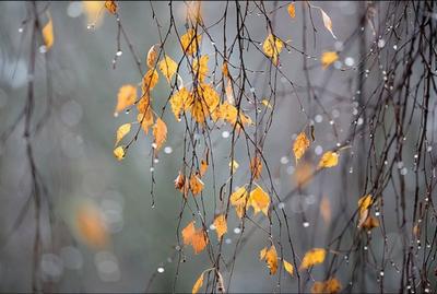 Поздняя осень за окном (57 фото) - 57 фото