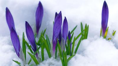 Приближение весны.. Фотограф Сергей Буторин