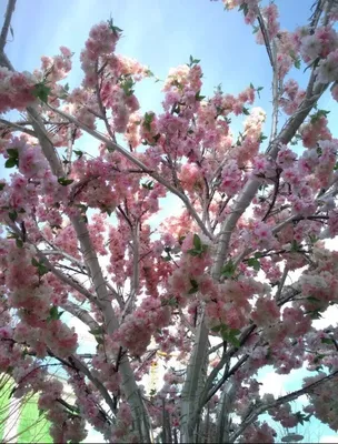 Приметы весны | Пикабу