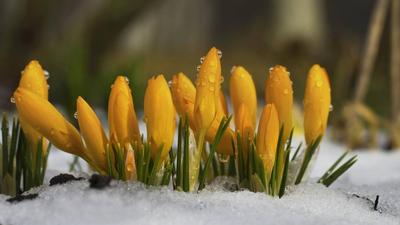 Природа ранней весной (103 фото) »