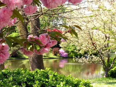 Весна Тюльпаны Природа - Бесплатное фото на Pixabay - Pixabay