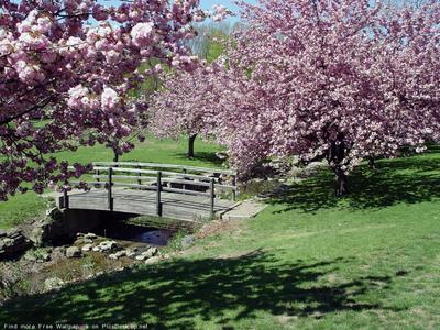 Весна. Фон дерева цветы. Красивая природа с цветущий деревьев. Весенние  цветы. Стоковое Изображение - изображение насчитывающей весна, промахов:  209958455