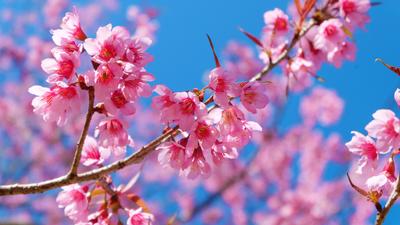 Природа, Весна - Красивые Бесплатные фото обои для рабочего стола windows  #109