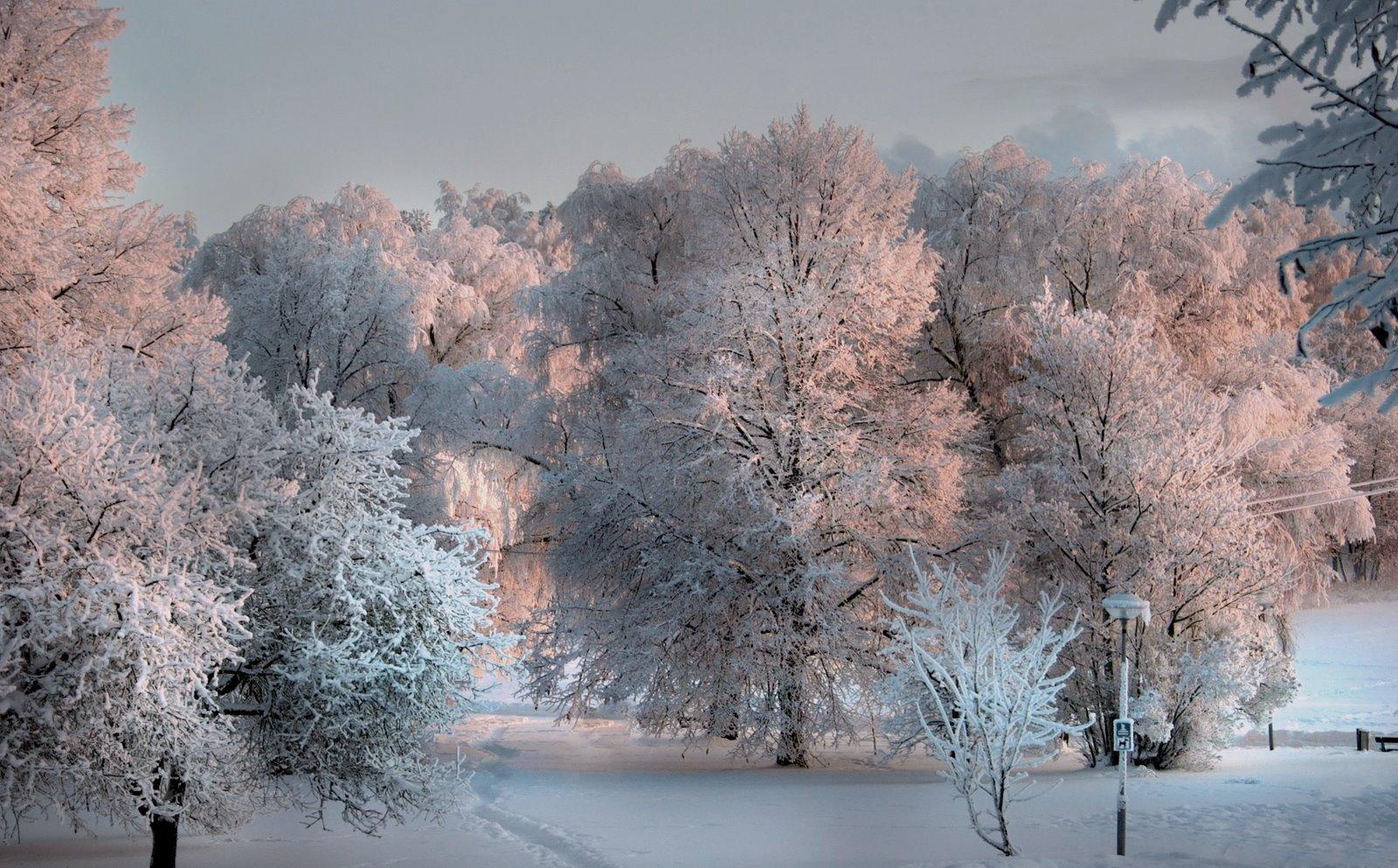 Ночь зима снег природа | Wallpapers.ai