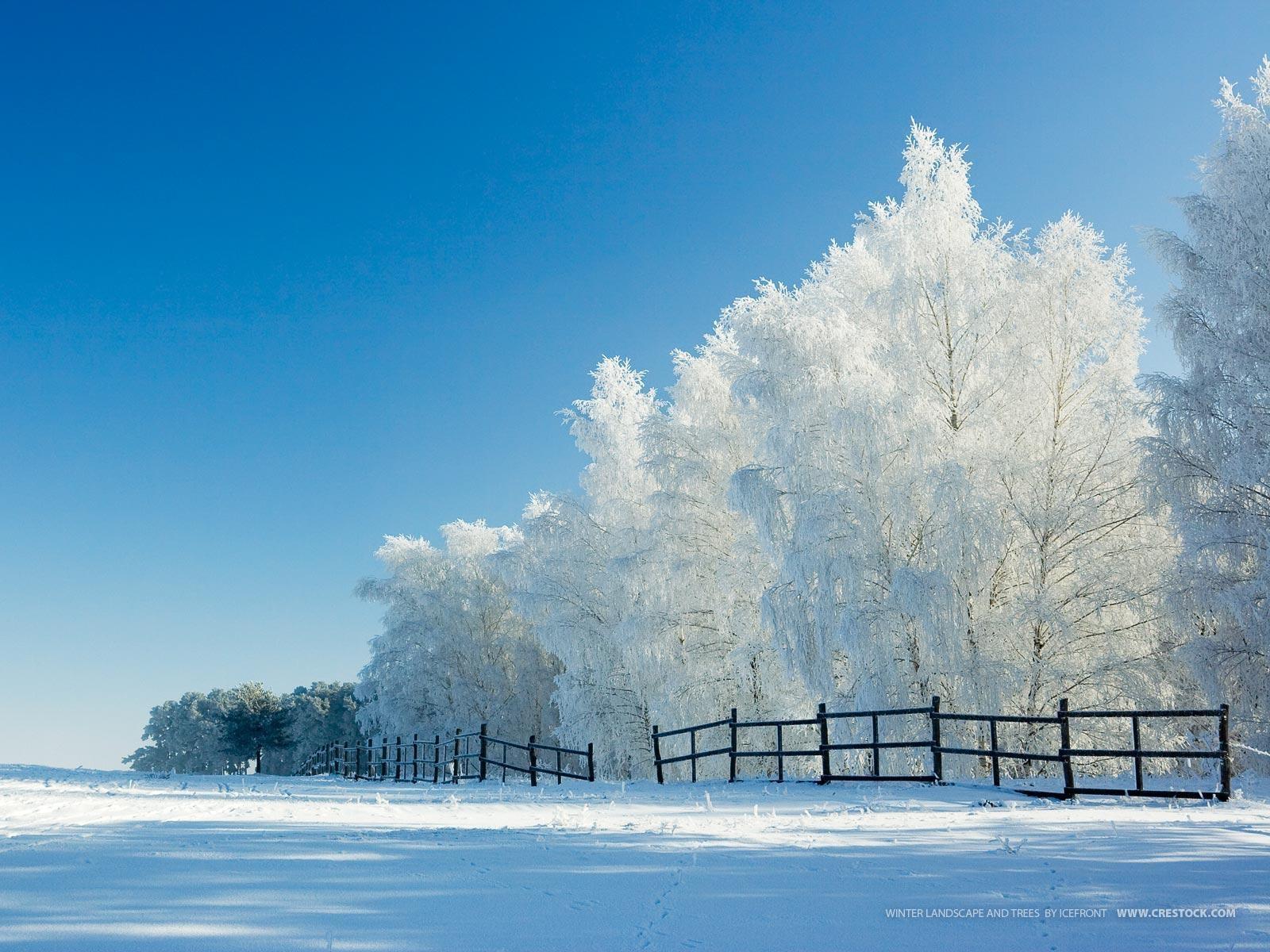 Фотографии зимнего леса: вдохновляющая красота природы | Красивый зимний  пейзаж Фото №1384252 скачать