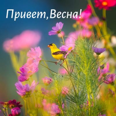 Привет, весна!!! (Поле Чудес) / Стихи.ру