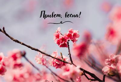 Vecteur Stock красивая весенняя открытка - привет, весна - букет весенних  цветов | Adobe Stock