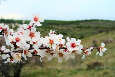 Природа России Весна - 39 фото