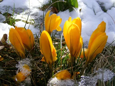 20 причин, почему мы так любим и ждем весну