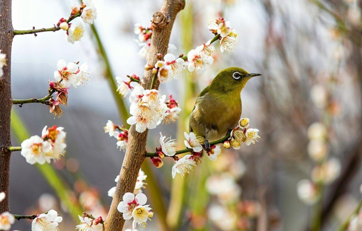 25 необычных картинок «С Первым днем весны!» – Блог Canva