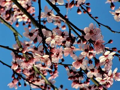 Работа — \"Весна, чудесное пробуждение природы\", автор Белошапко Андрей