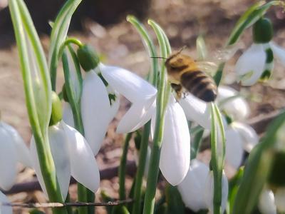 Пробуждение Весны Блаженство - Бесплатное фото на Pixabay - Pixabay