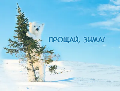 Прощай, Зима - русский язык как иностранный | Polar bear, Animals, Polar  bear images