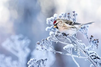 Фотографии зимних пернатых в JPG | Птичек зимой Фото №812057 скачать