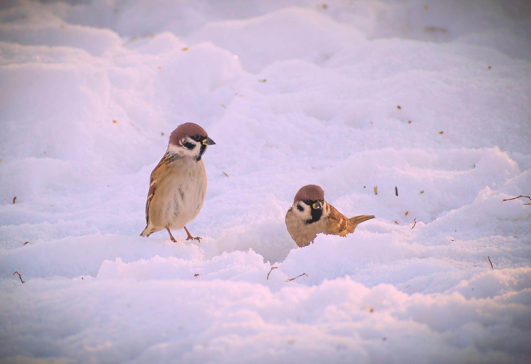 Фон зимующие птицы (84 фото)