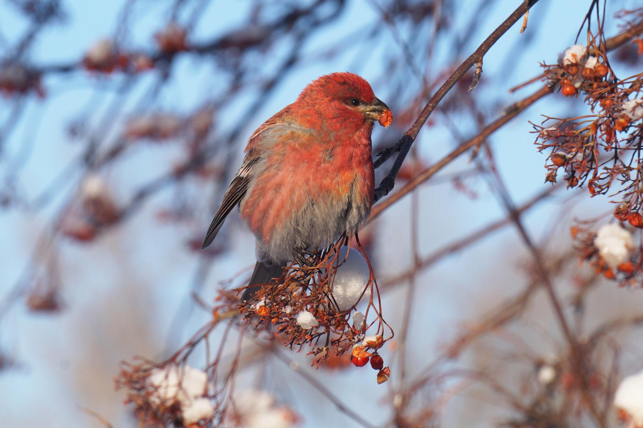 Фотографии птиц зимой: выберите подходящий формат | Птицы зимой Фото  №532510 скачать