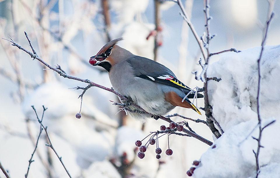 Шаблон для презентации птицы зимующие снегири • Фоник | fonik.ru