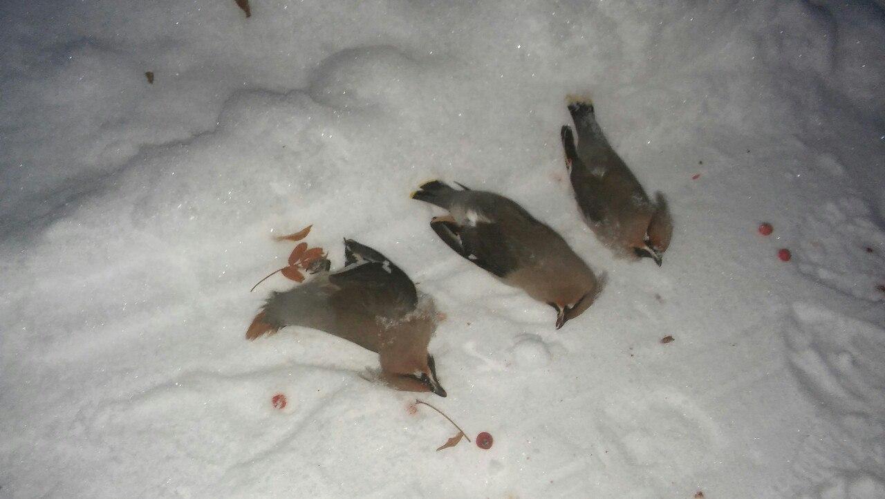 Раскраска птицы зимой - 78 фото