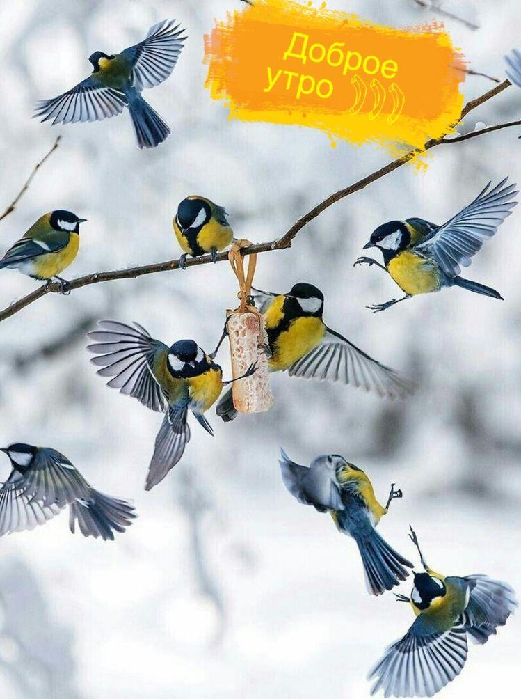 Календарь полетов. Москвичам рассказали, какие птицы улетят на зимовку  первыми и последними