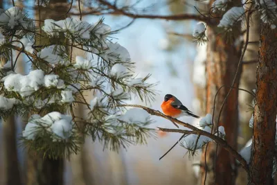 Зимующие птицы. 37 Фото | Про домашних животных | Дзен