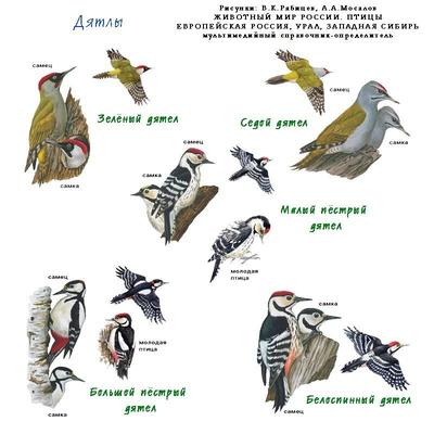 Птицы в разное время года