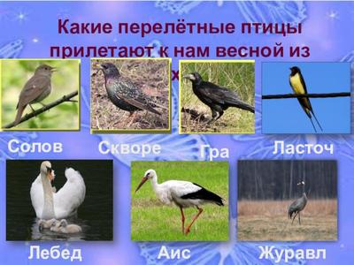 Какие птицы прилетели весной на Алтай, рассказали в заповеднике