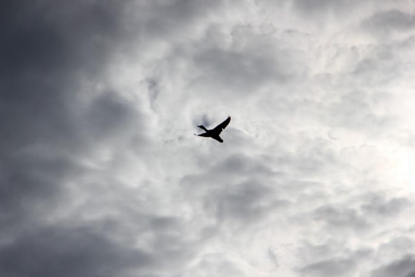 Птицы в небе. :: Штрек Надежда – Социальная сеть ФотоКто