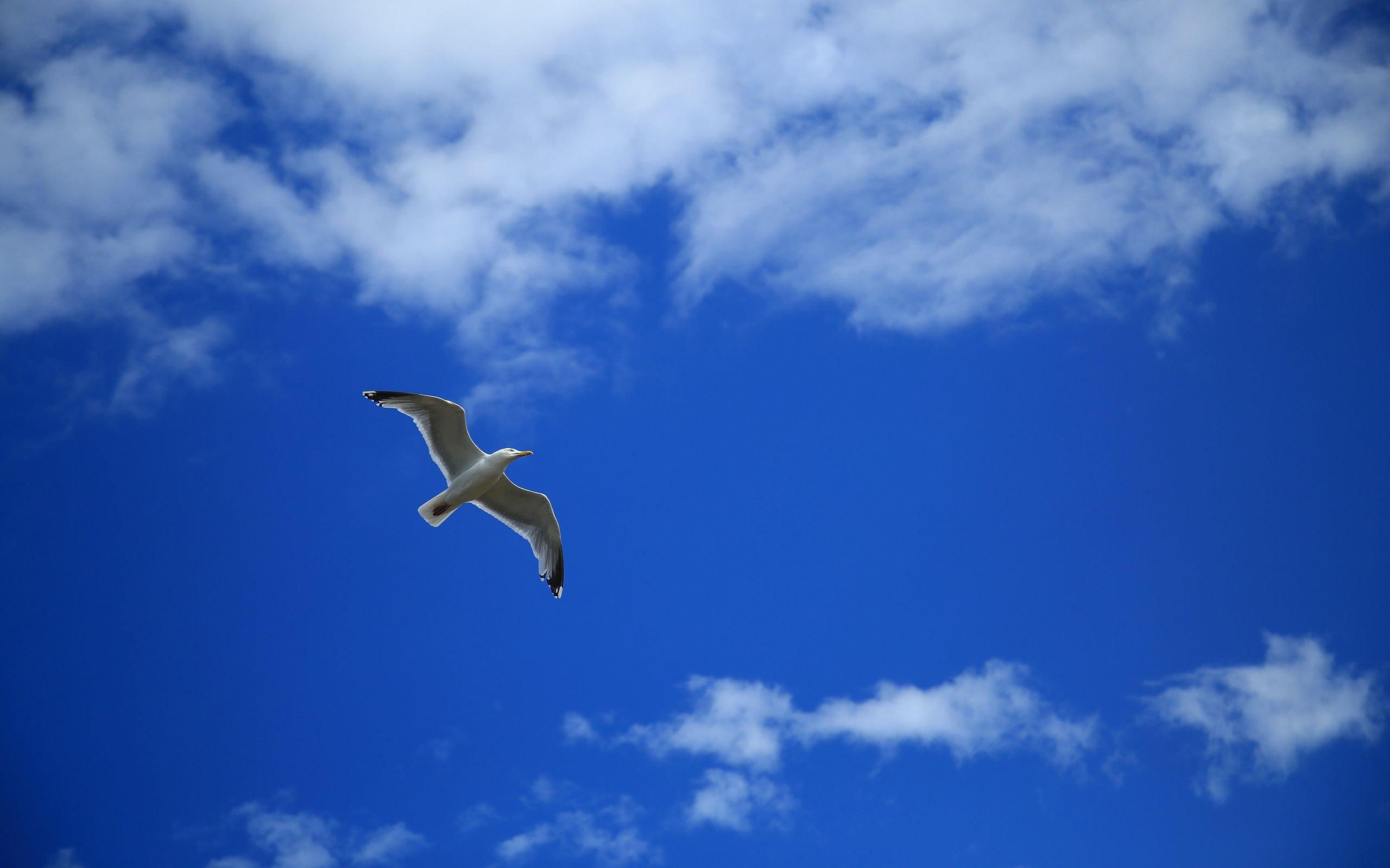 Возвращаются перелетные птицы: в небе над Брестом замечен клин гусеобразных