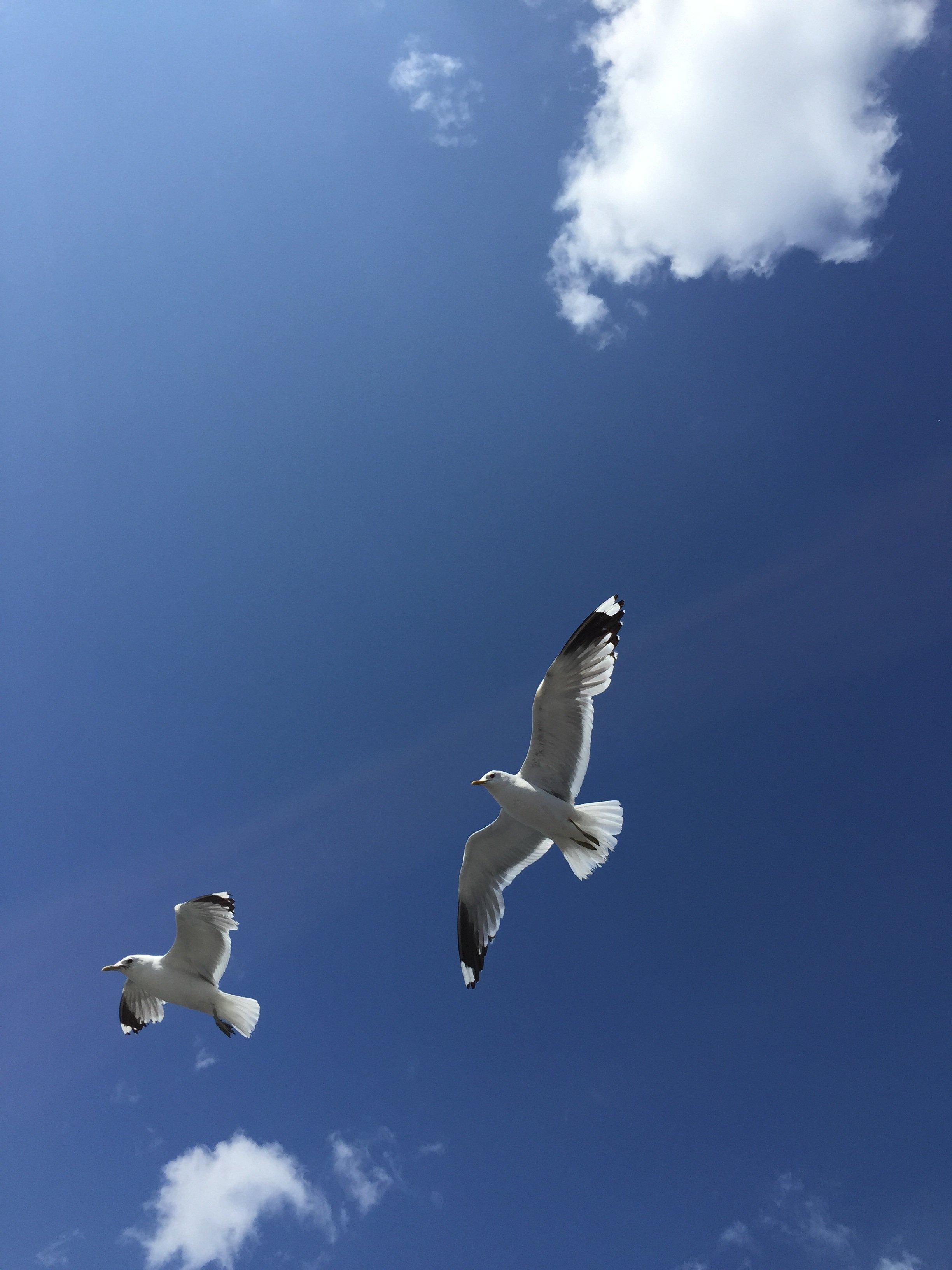 Чайки парящие в небе клипарт PNG , птица, белый, птицы PNG картинки и пнг  PSD рисунок для бесплатной загрузки