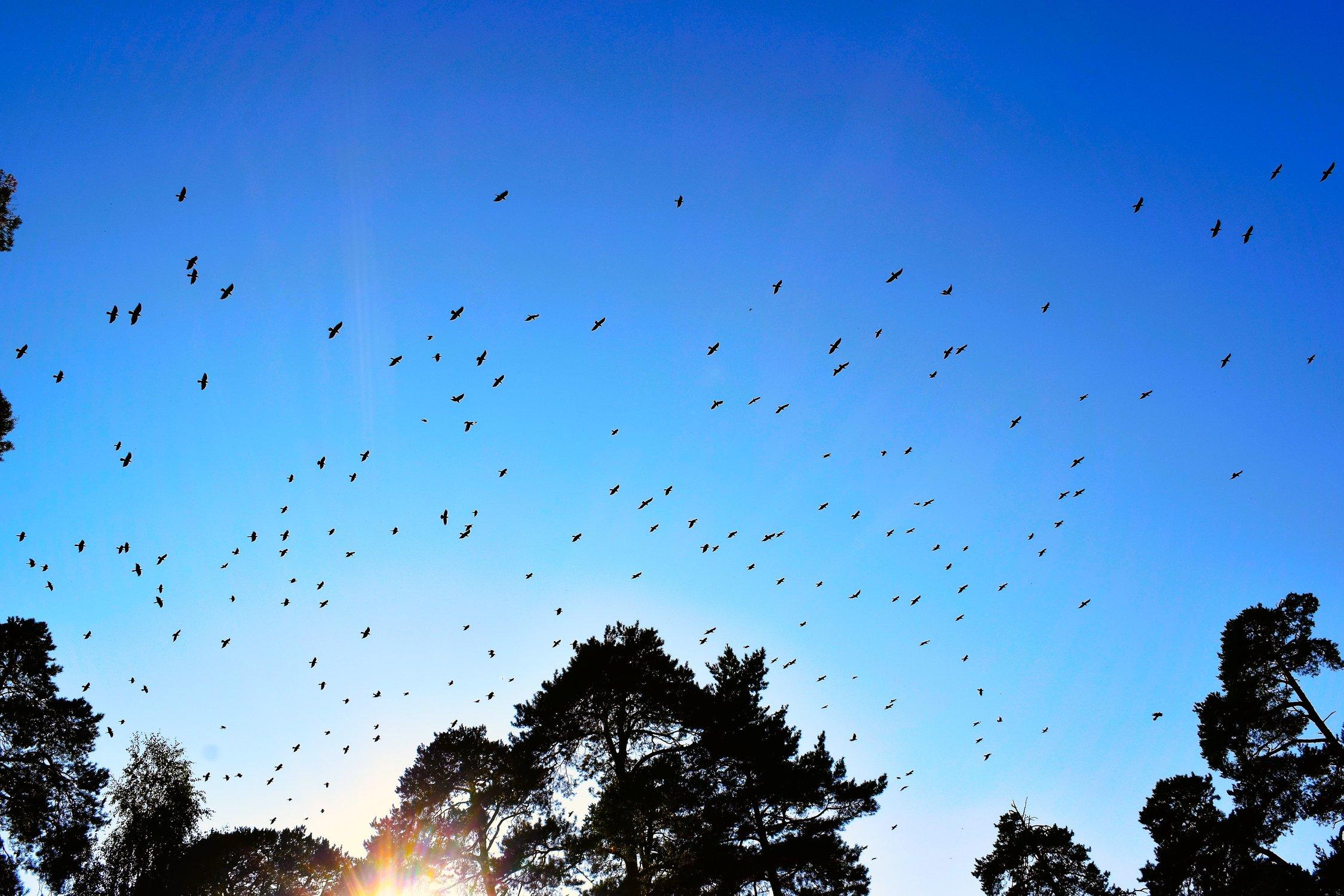 Птицы летают в небе Векторное изображение ©hibrida13 87106684