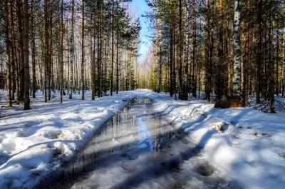 Ранняя весна в русском лесу | Премиум Фото