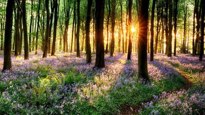 Весенний лес (129 фото) - 129 фото