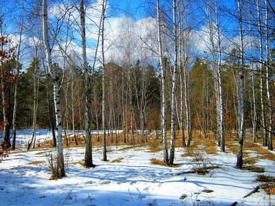 Весенний лес со снегом - фото и картинки: 31 штук