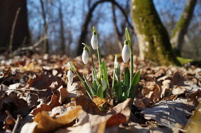 ранняя весна в лесу Stock Photo | Adobe Stock