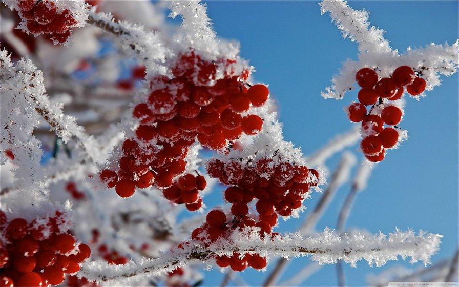 Картинки рябина, зима, иней, фото, природа - обои 2560x1440, картинка  №160924