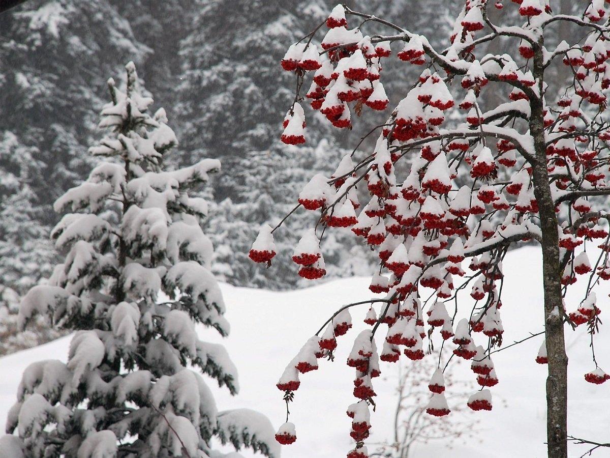 Рябина с ягодами зимой на склоне Stock Photo | Adobe Stock