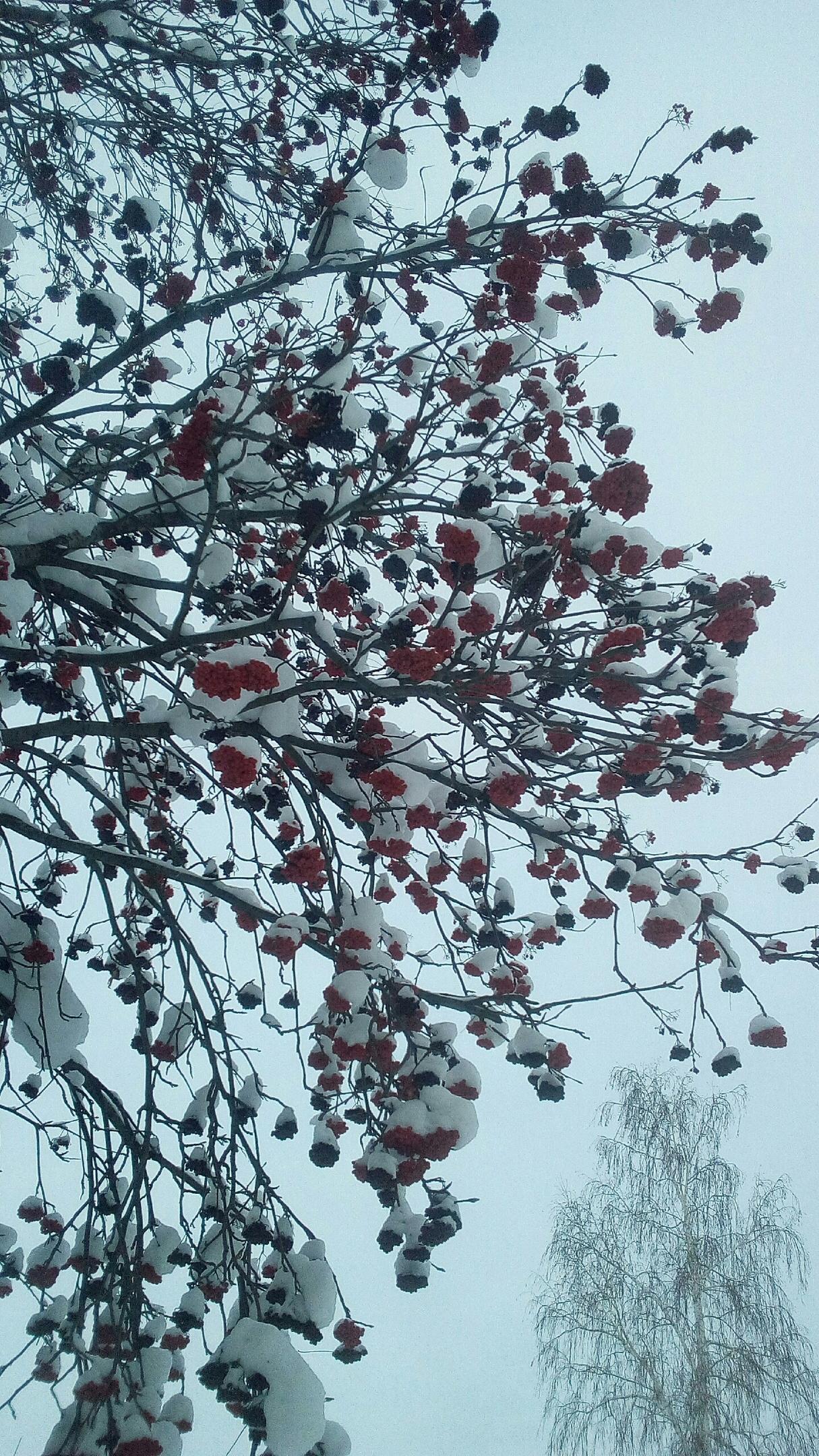 Рябина зимой. :: Надежда – Социальная сеть ФотоКто