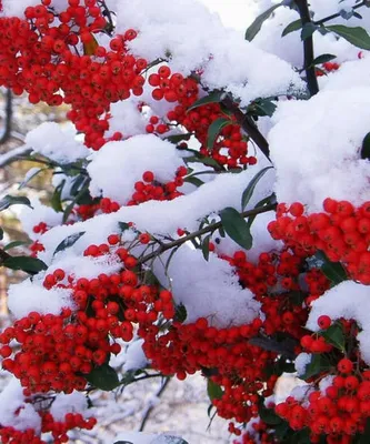 Скачать обои зима, снег, ягоды, рябина, раздел природа в разрешении  1680x1050 | Ягоды, Рябина, Природа