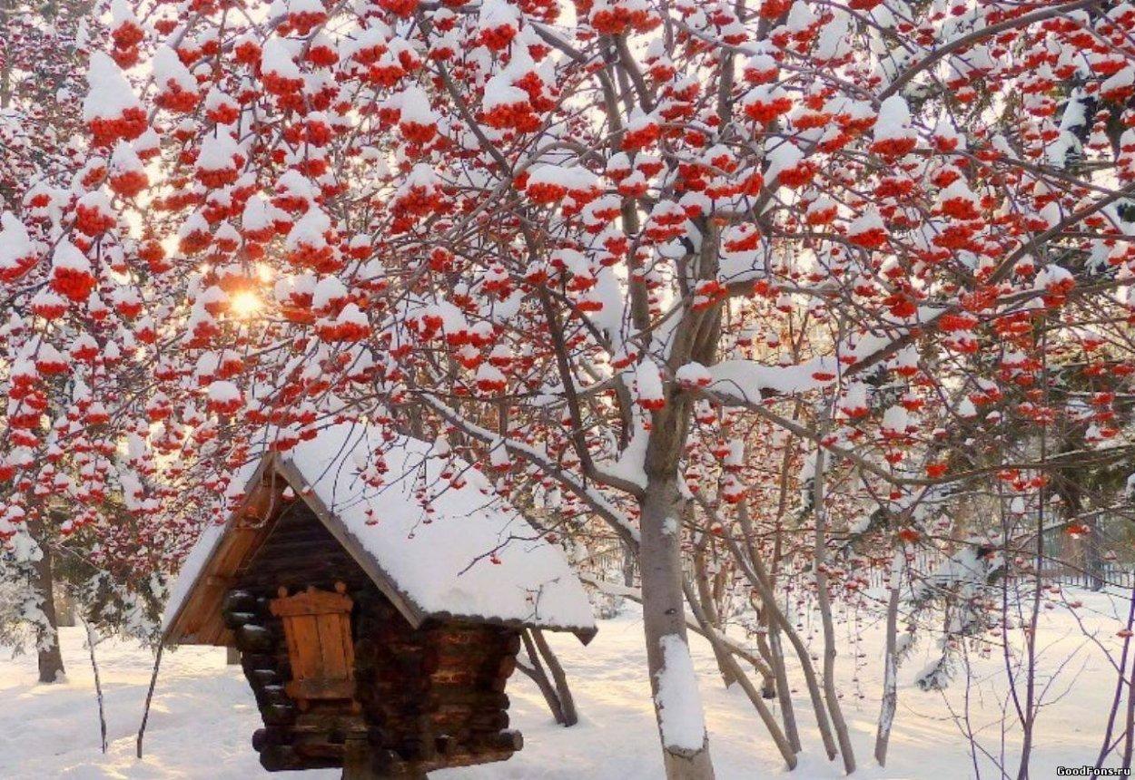 Зима рябина - 86 фото