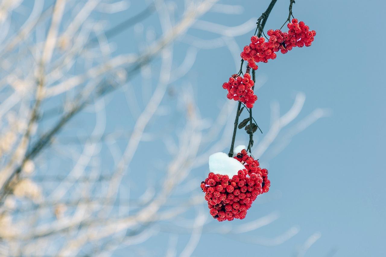 Яркая красная рябина в лесе зимы снежном в России Стоковое Фото -  изображение насчитывающей горбатый, холодно: 137492016