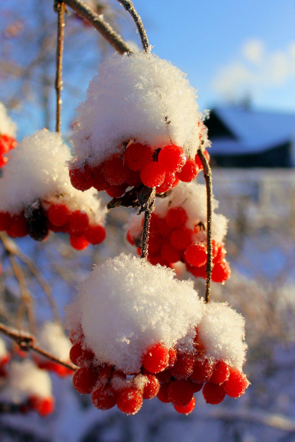 Ветка рябины зимой (58 фото) »