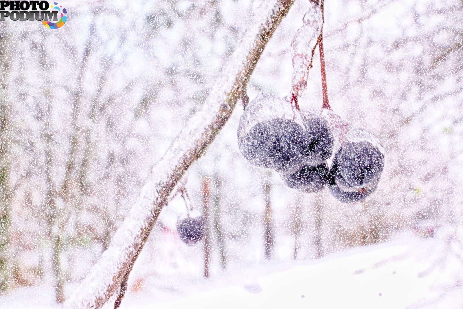 Плоды рябины зимой (54 фото) - 54 фото