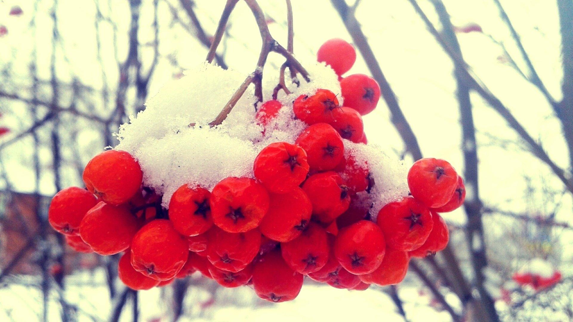 Рябина Ветки Зима - Бесплатное фото на Pixabay - Pixabay