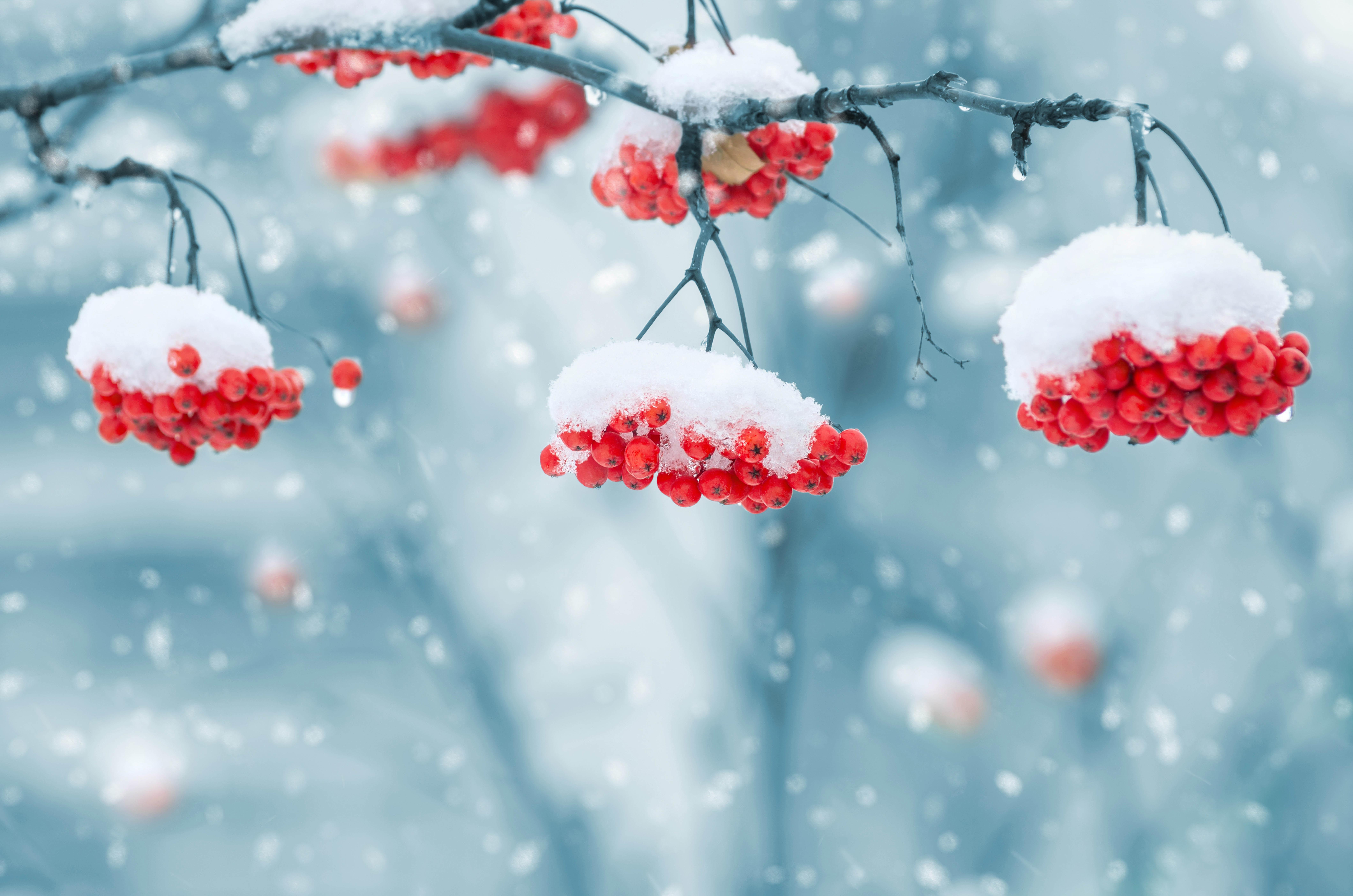 Волшебство зимы: Рябина в снегу | Рябина в снегу Фото №1368363 скачать